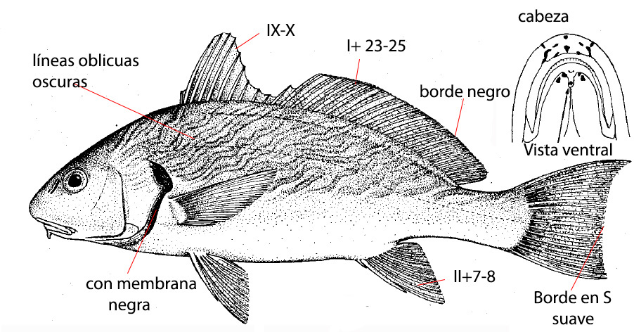 Umbrina cirrosa_01.jpg
